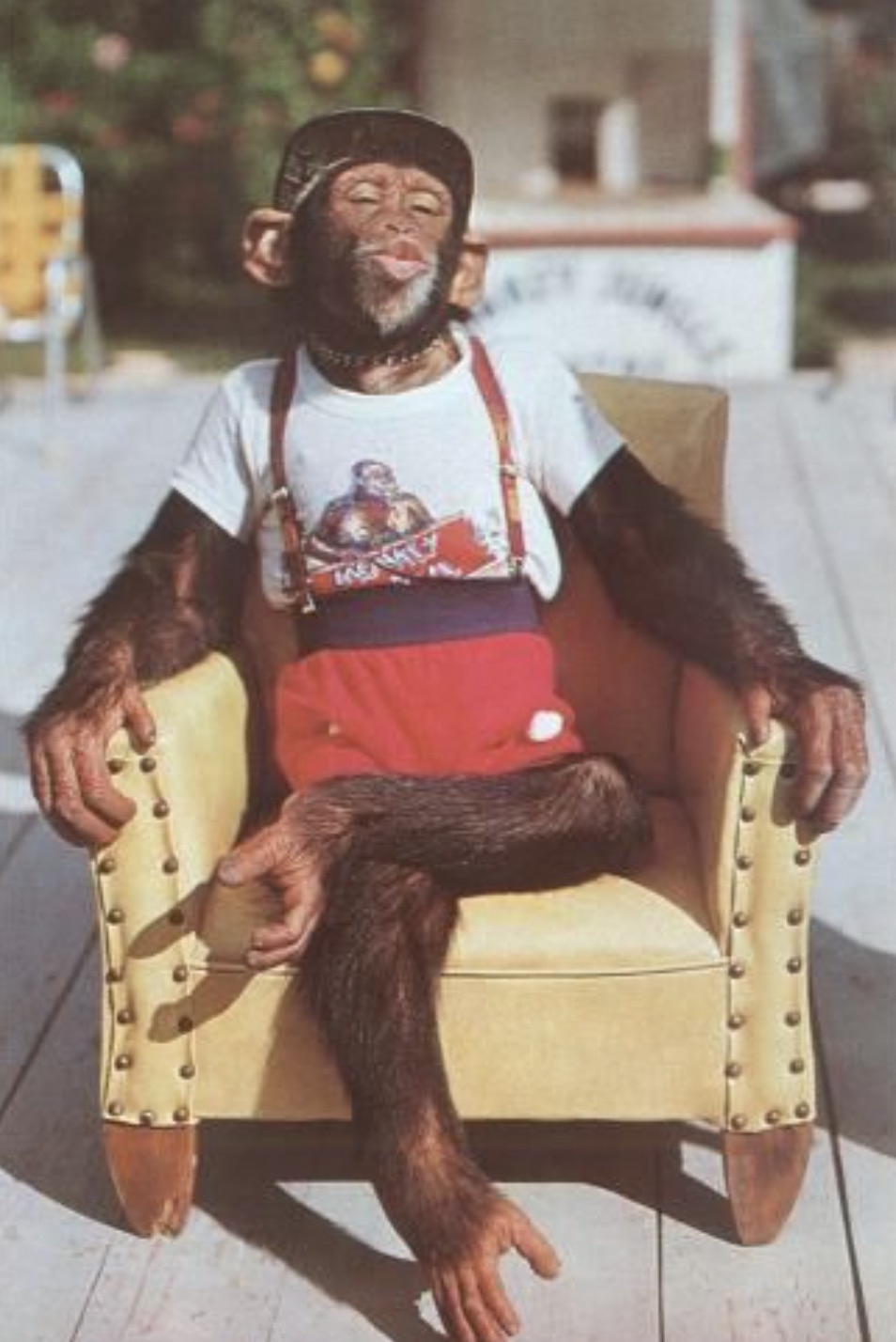 chimpanzee sitting on chair